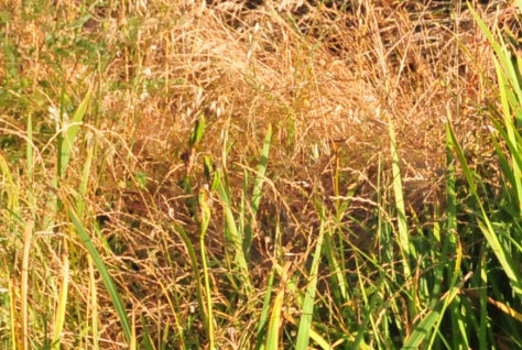 Iris pseudacorus Giaggiolo acquatico Giglio giallo